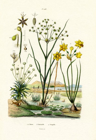 Pipewort by French School